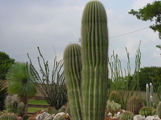 Triangle Cactus