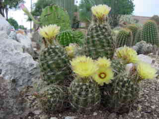 Tiny San Pedro Cactus